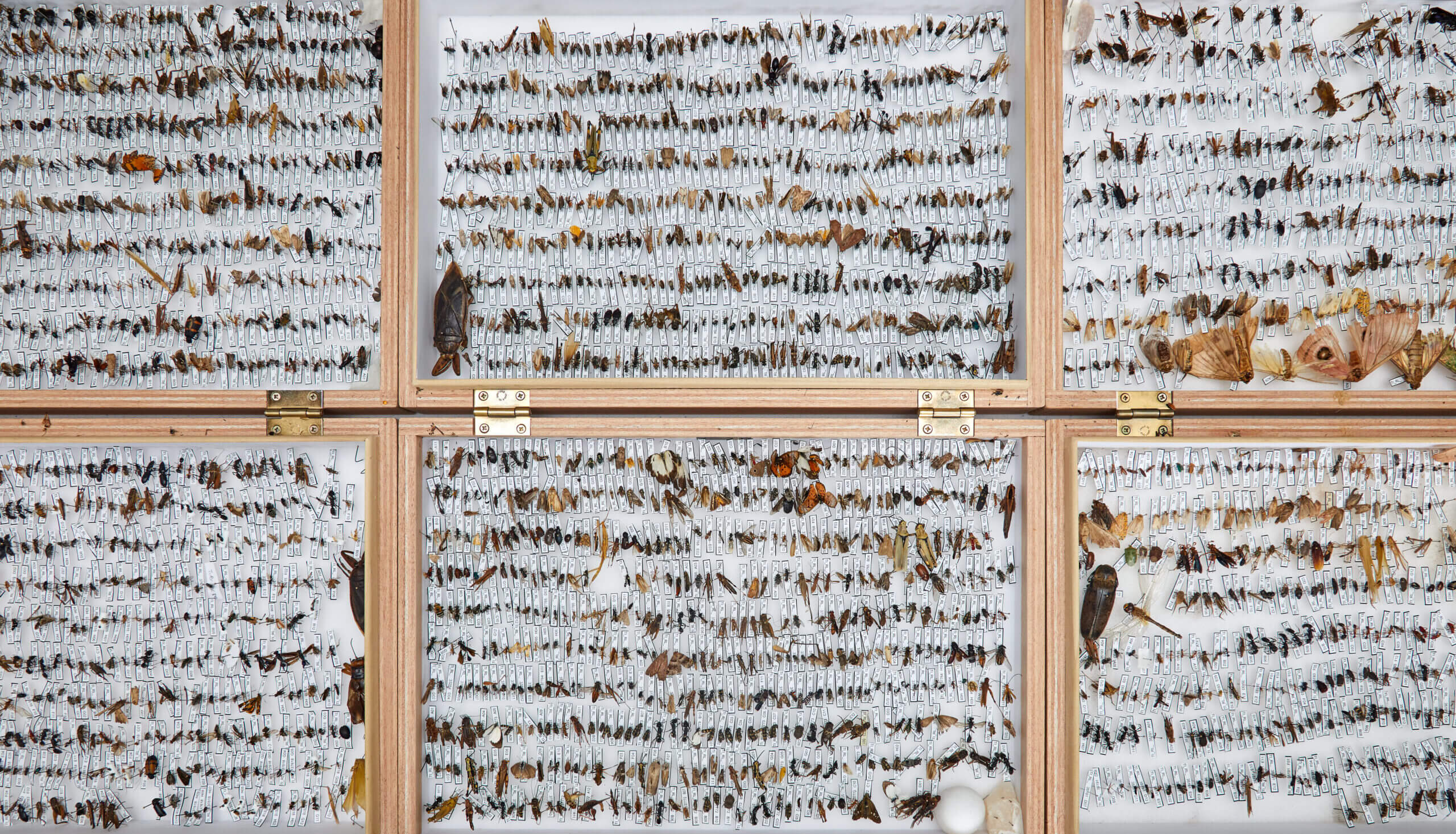 Hundreds, maybe thousands of insects of varying species and sizes - from small fleas to butterfies - are laid out in orderly lines, preserved in wooden cases with glass tops